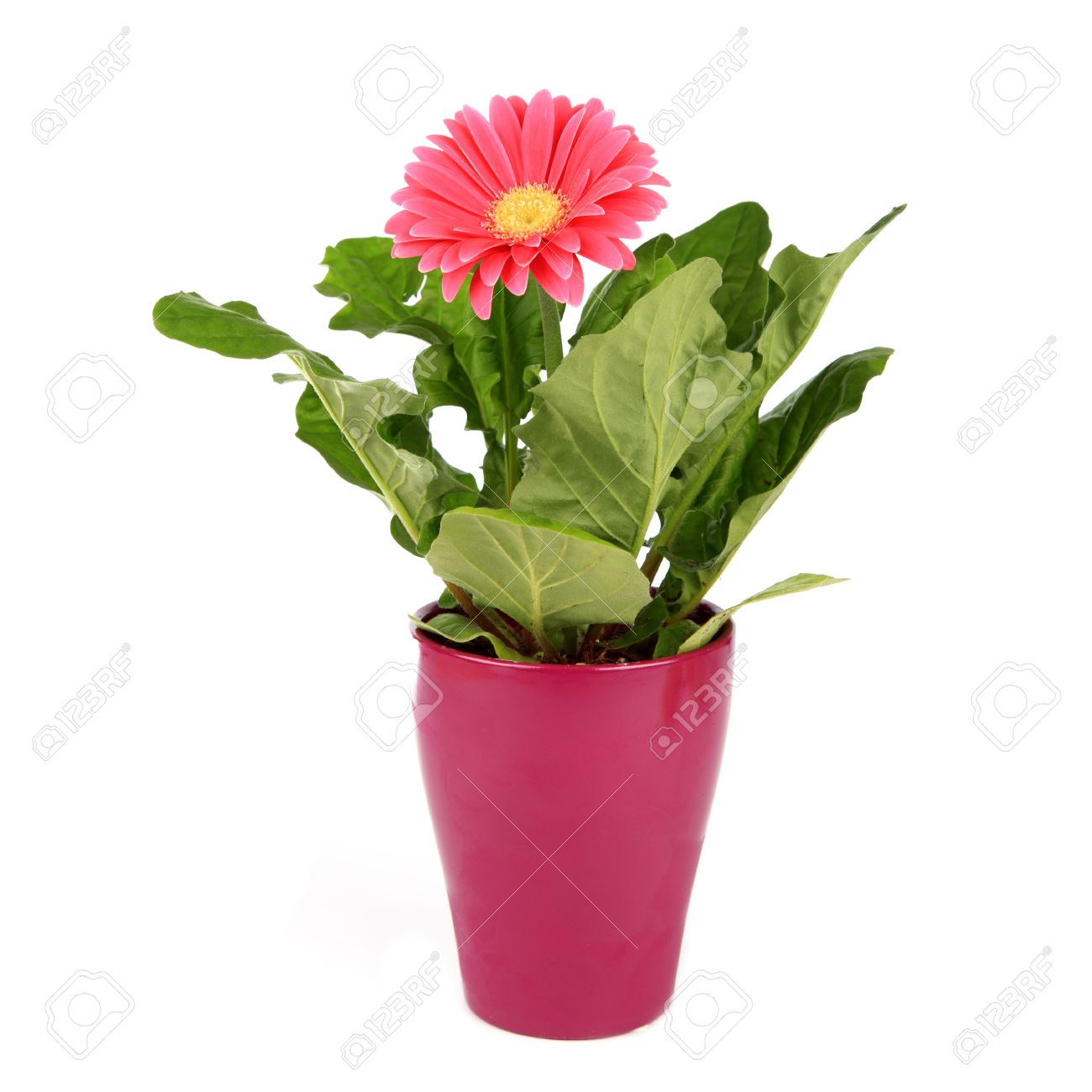 植木鉢のガーベラ の写真素材 画像素材 Image