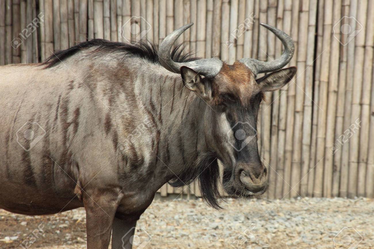 タイの木製の塀で 動物園のヌー の写真素材 画像素材 Image タイの木製の塀で 動物園のヌー の写真素材 画像素材 Image