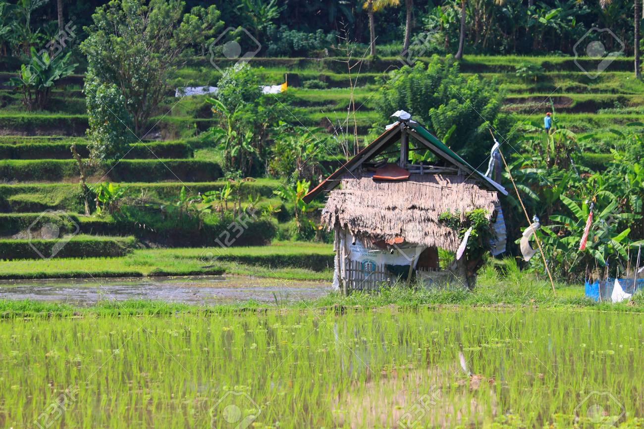 田んぼとインドネシアのバリ島ウブド小屋国シーン の写真素材 画像素材 Image