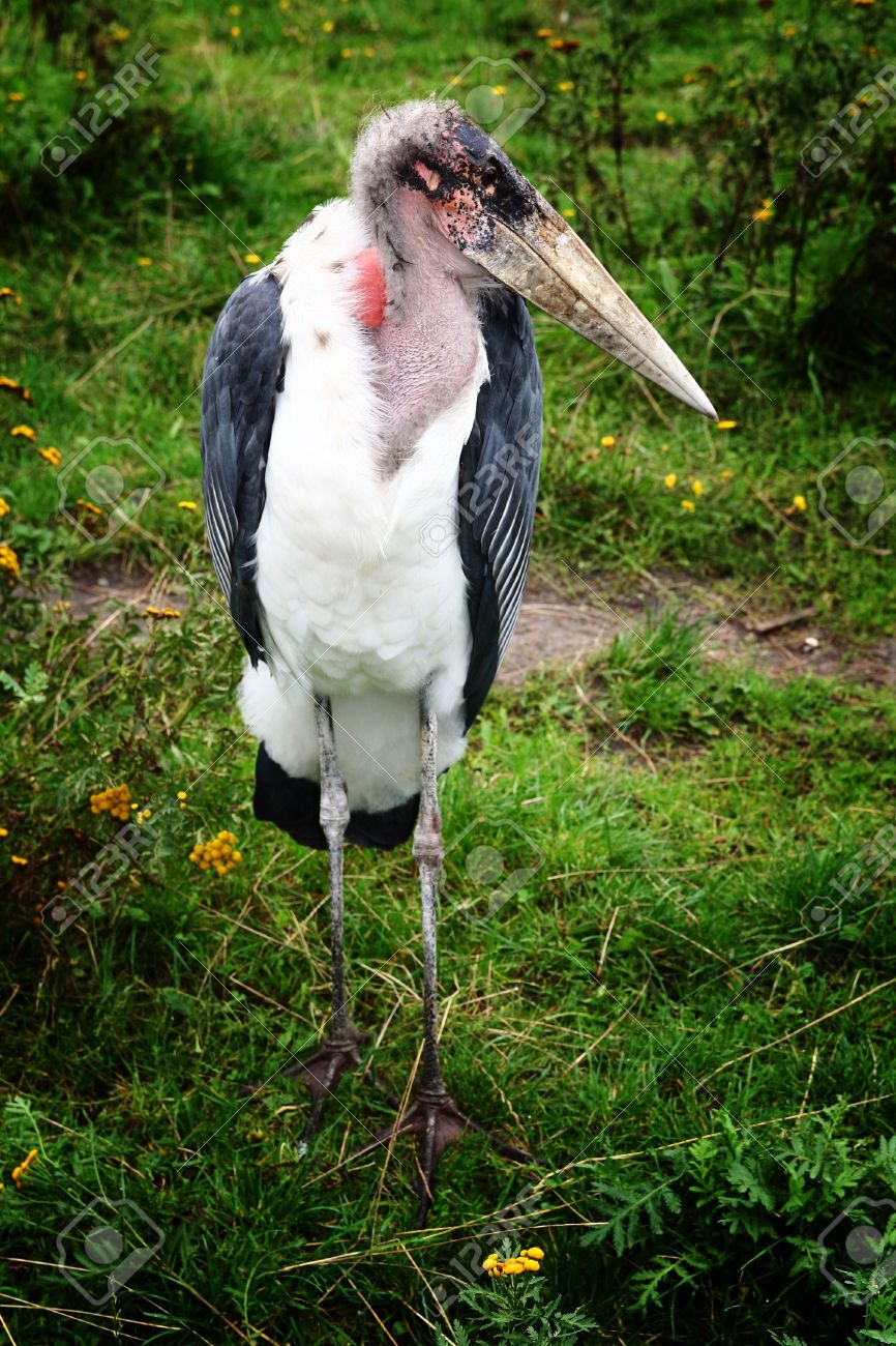 marabou stork african scavenger bird with big beak in captivity