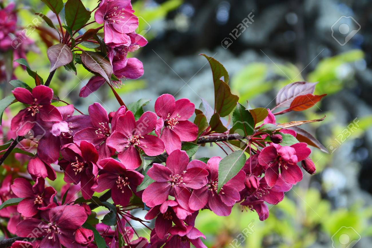 暗い赤いクラブアップルの花 マルス ロイヤリティ ツリーの深い紅葉の枝します の写真素材 画像素材 Image