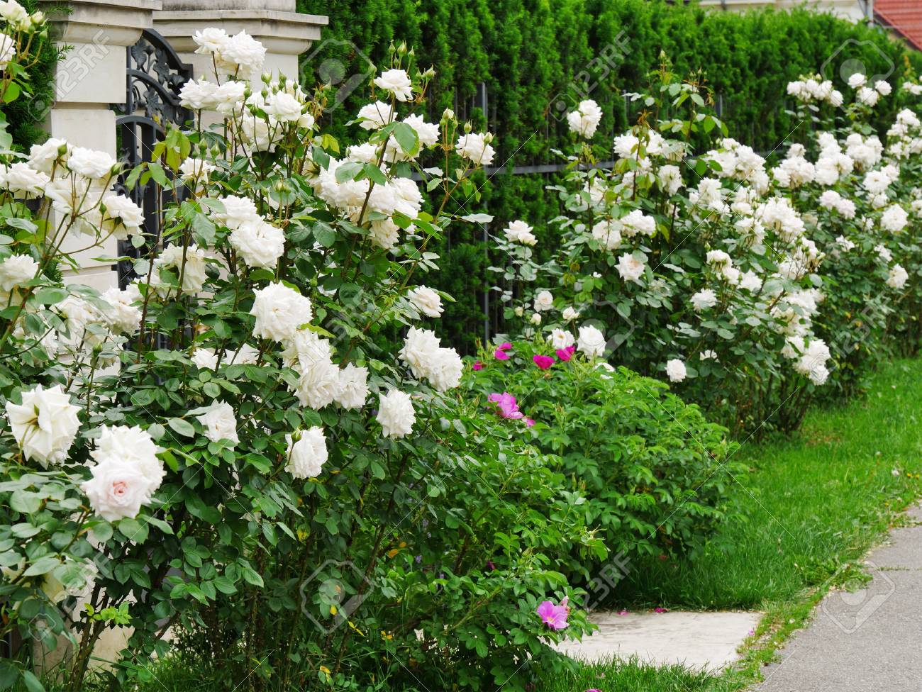 White Roses