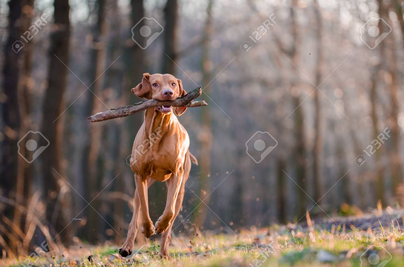 running with a vizsla