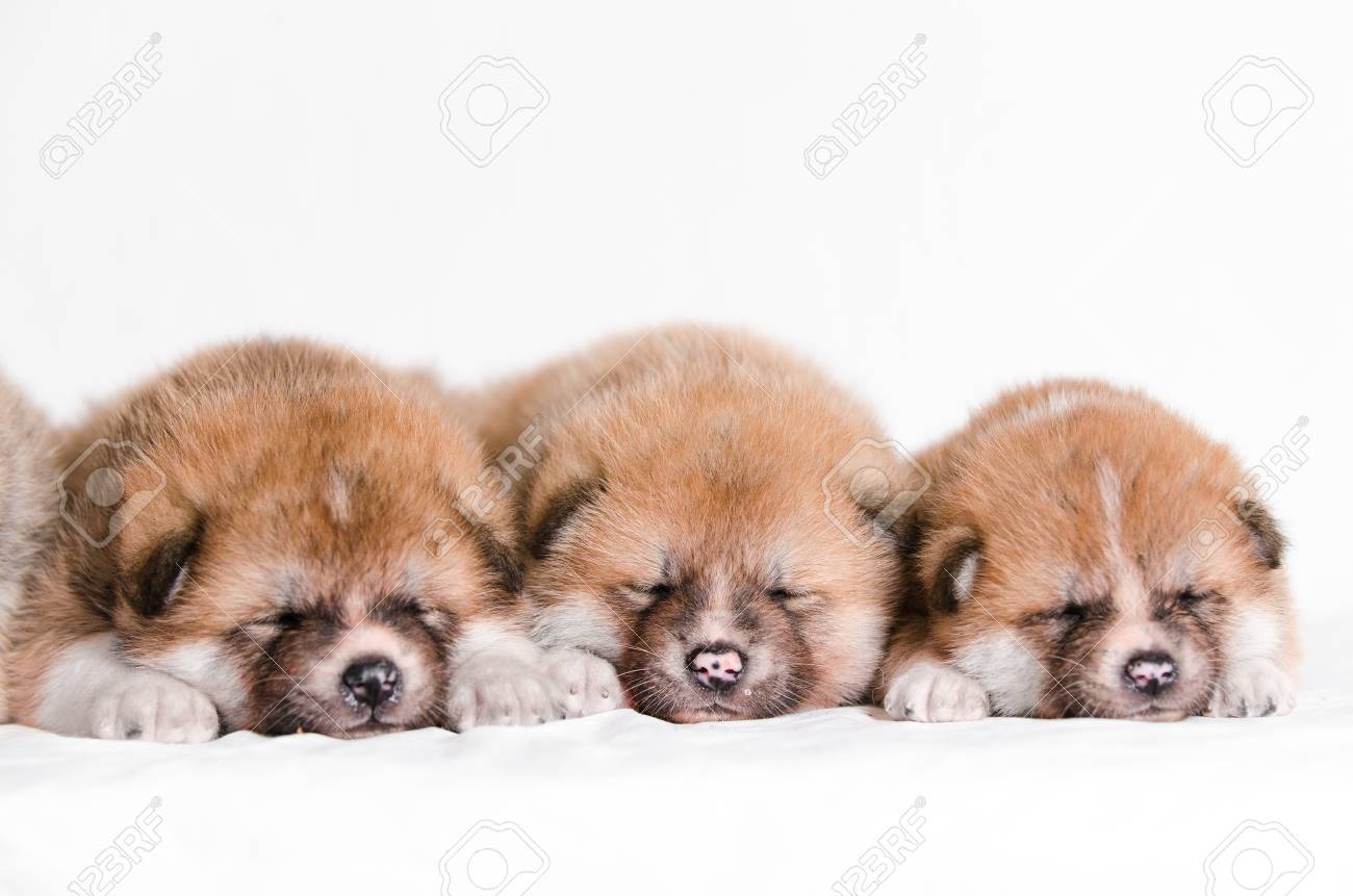 子犬の秋田犬 の写真素材 画像素材 Image