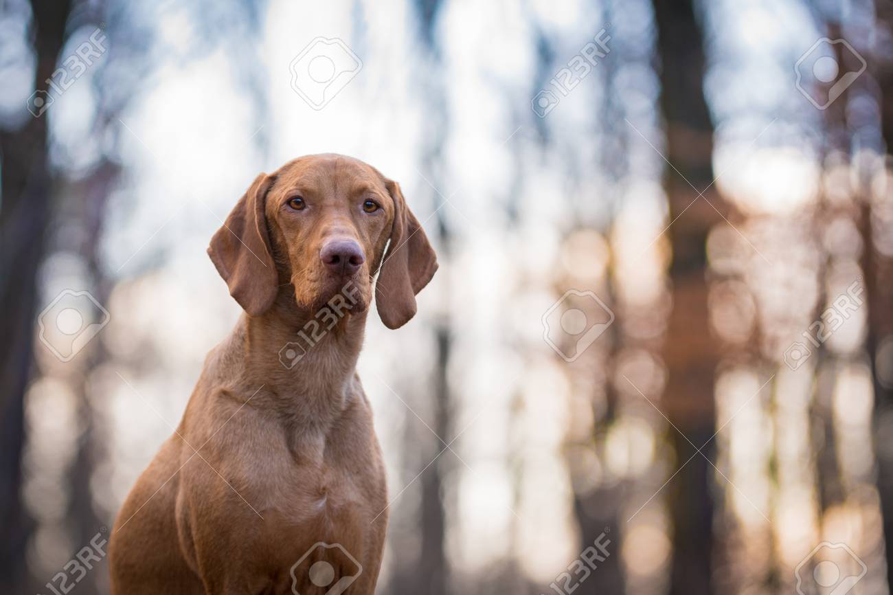 vizsla pointer dog