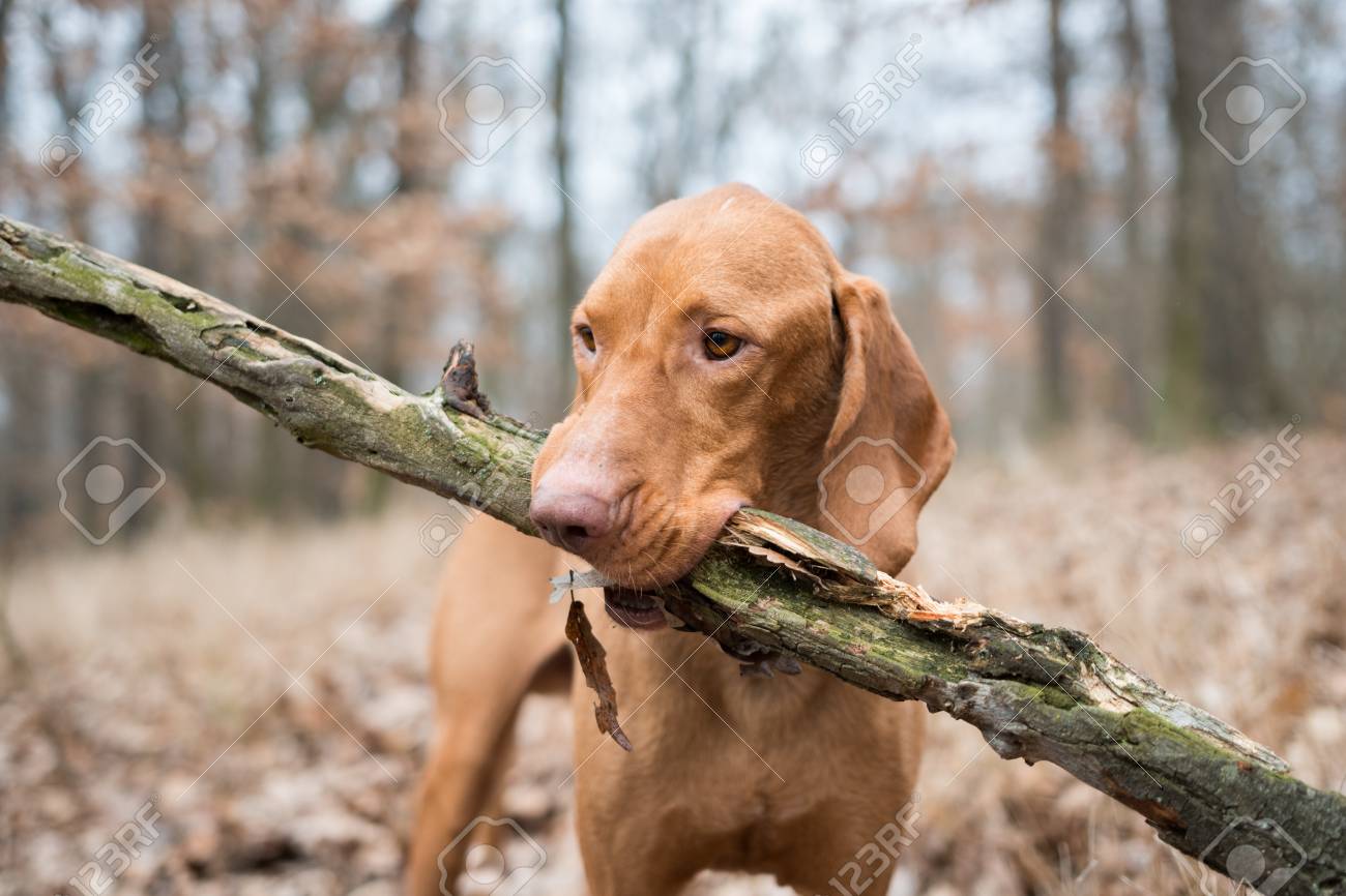 vizsla pointer