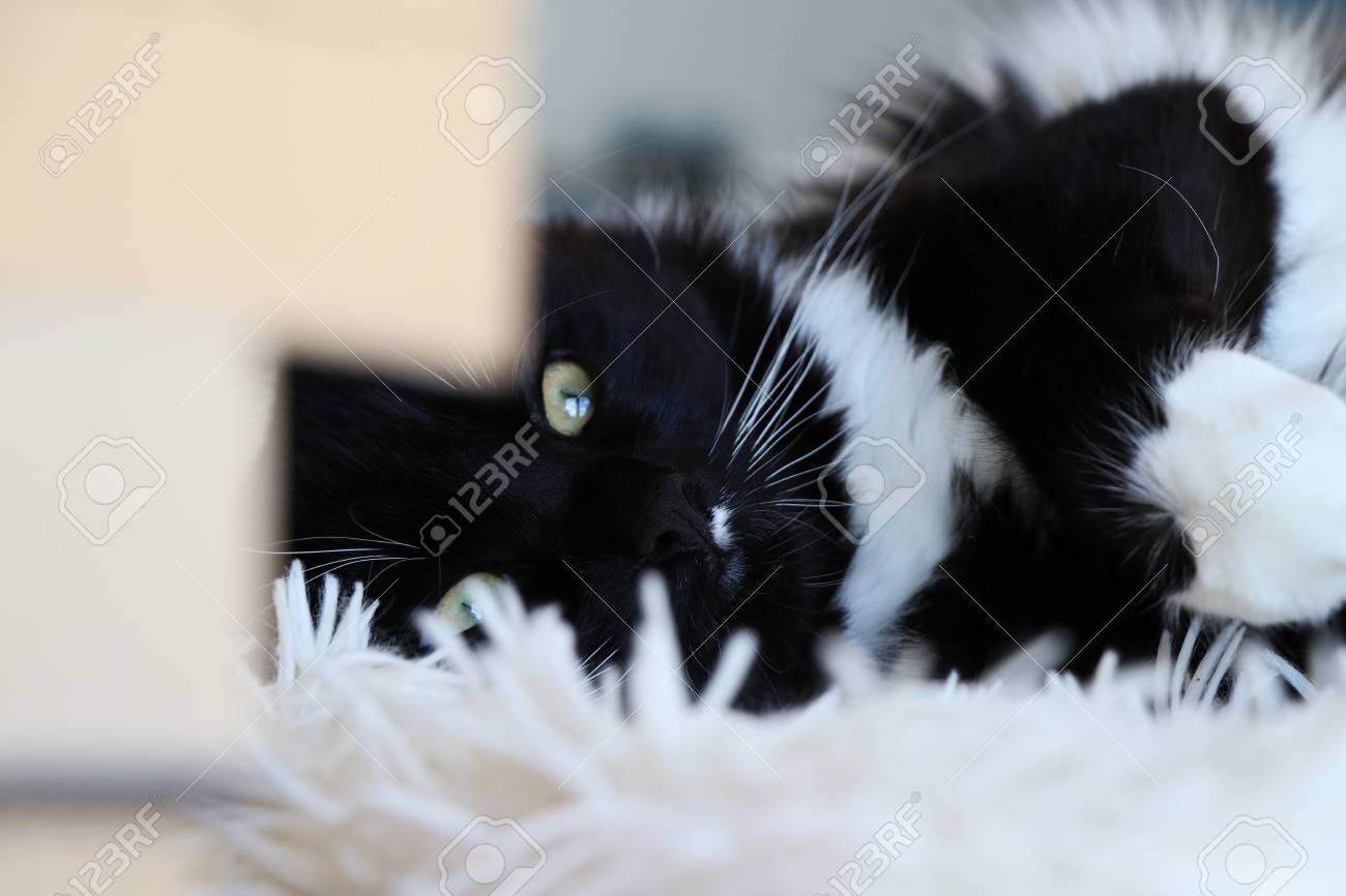 cute black and white ragdoll cat lying on fluffy blanket stock
