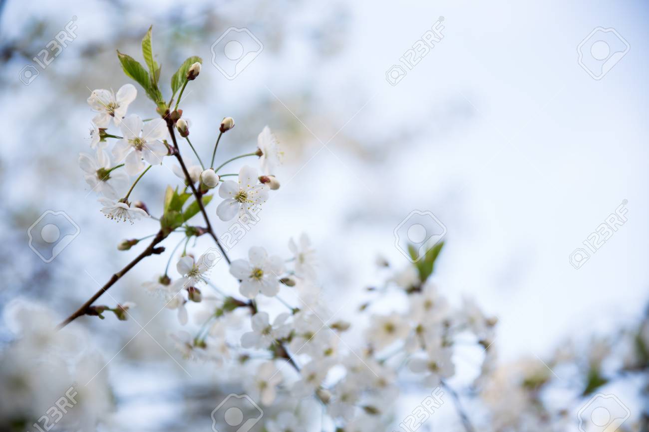 Download 500 Wallpaper Apple Blossom Gratis Download 500 Wallpaper Apple Blossom Gratis