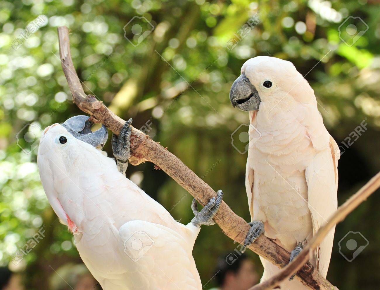 Two White Parrots Are Converse Photo, Picture And Royalty Free Image. Image 19606366.