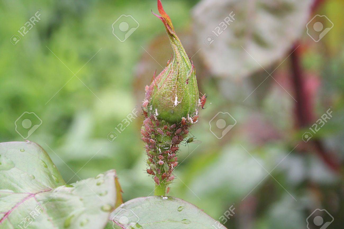 Greenfly または家族の庭で薔薇の蕾にアブラムシ上科のアブラムシ の写真素材 画像素材 Image