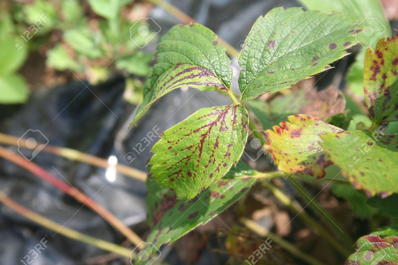 Красные листья на клубнике. Красные пятна на листьях клубники. Красная пятнистость на листьях клубники. Пурпурная пятнистость малины. Почему после пересадки сохнет лист у клубники.