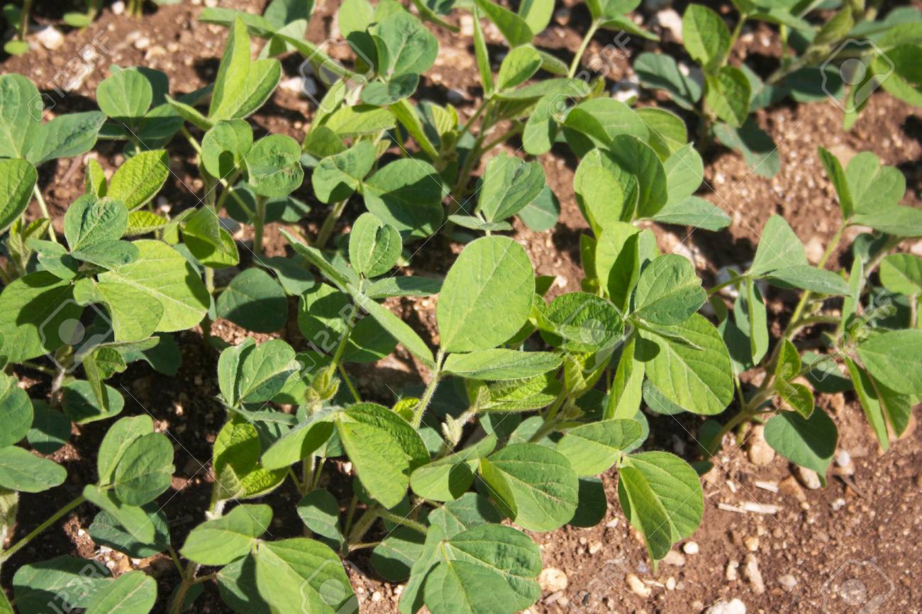 young soybean plant growing in cultivated field stock photo picture