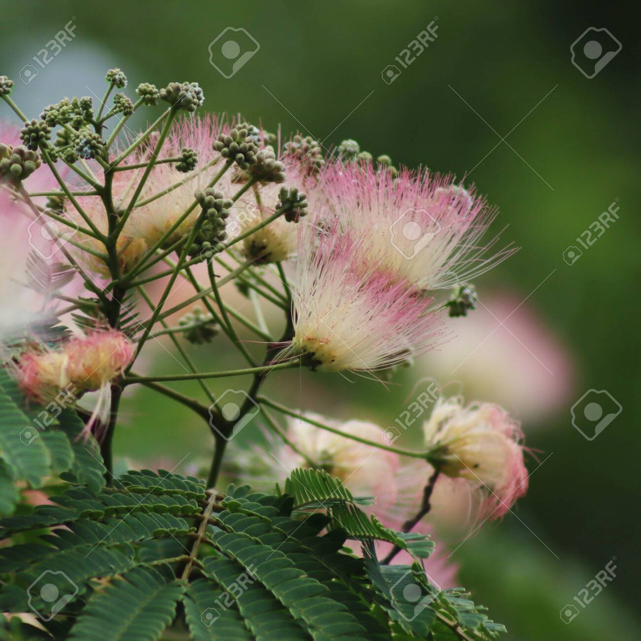 Close Up Of Persian Silk Tree Flowers Also Called Pink Silk Tree Stock Photo Picture And Royalty Free Image Image Close Up Of Persian Silk Tree Flowers Also Called Pink Silk Tree Stock Photo Picture And Royalty Free Image Image