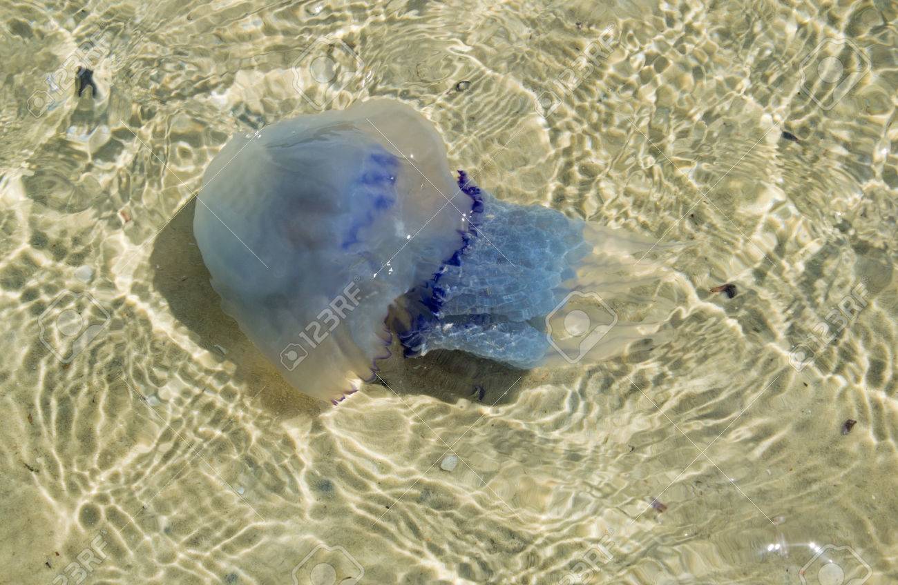 砂の背景に大きな青いクラゲ底黒海 の写真素材 画像素材 Image