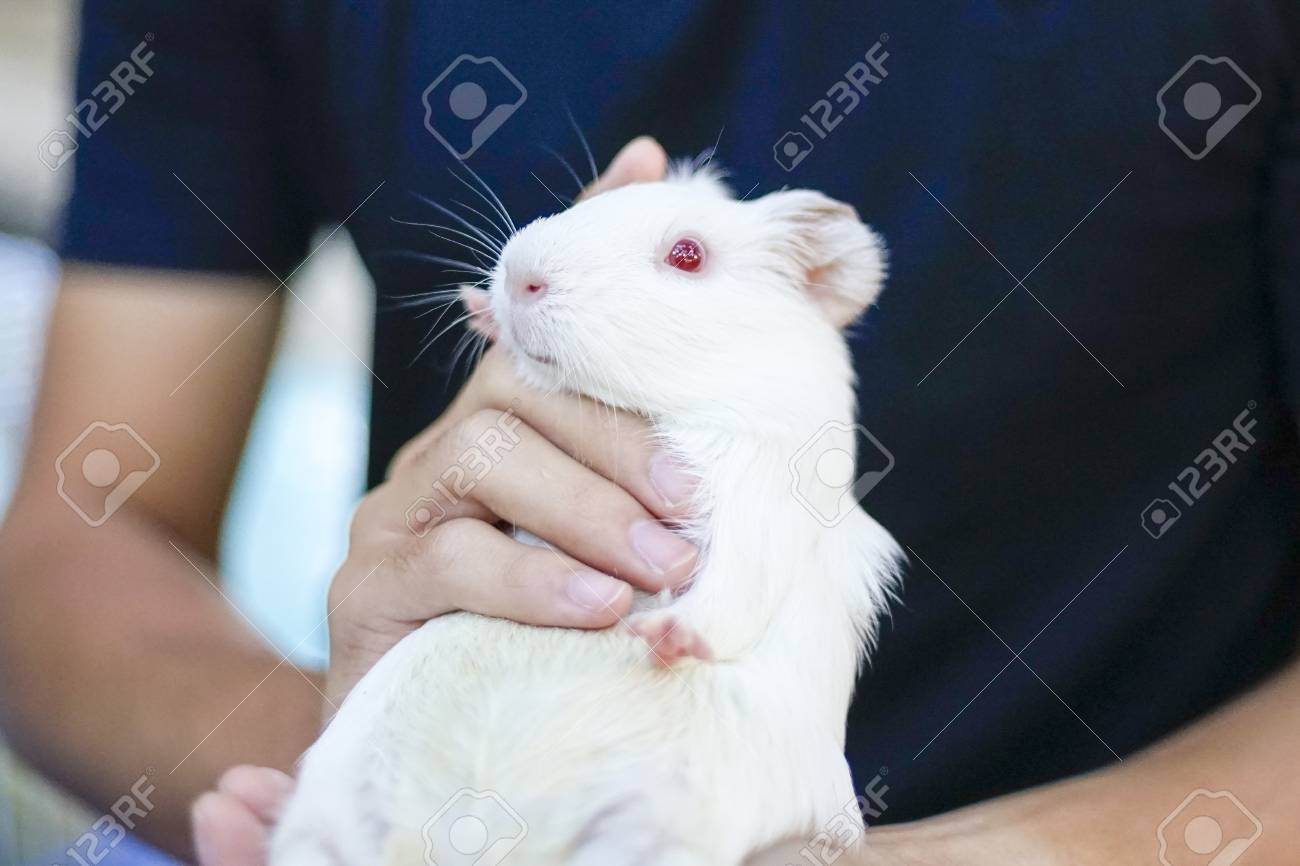 hamster with red eyes