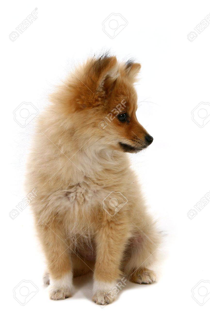 かわいいポメラニアン子犬横 の写真素材 画像素材 Image かわいいポメラニアン子犬横 の写真素材 画像素材 Image