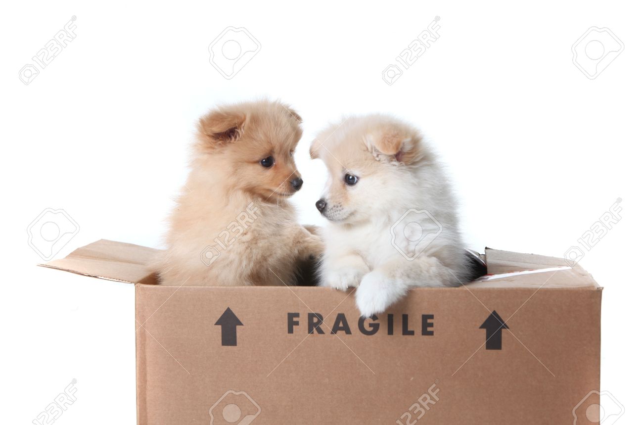 Two Pomeranian Puppies Inside A Cardboard Box On White Stock Photo Picture And Royalty Free Image Image 6159884