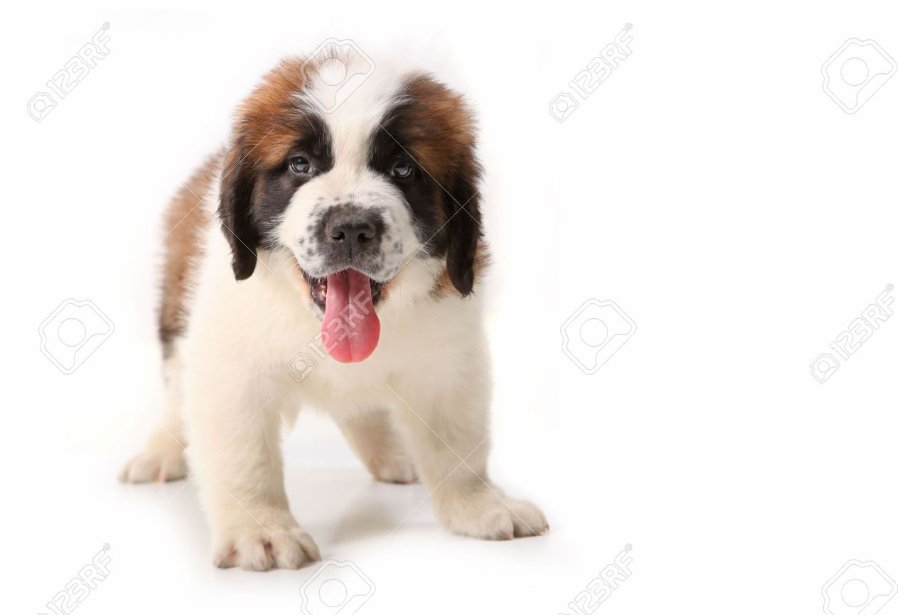 white st bernard puppies