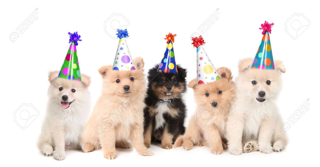 pomeranian birthday