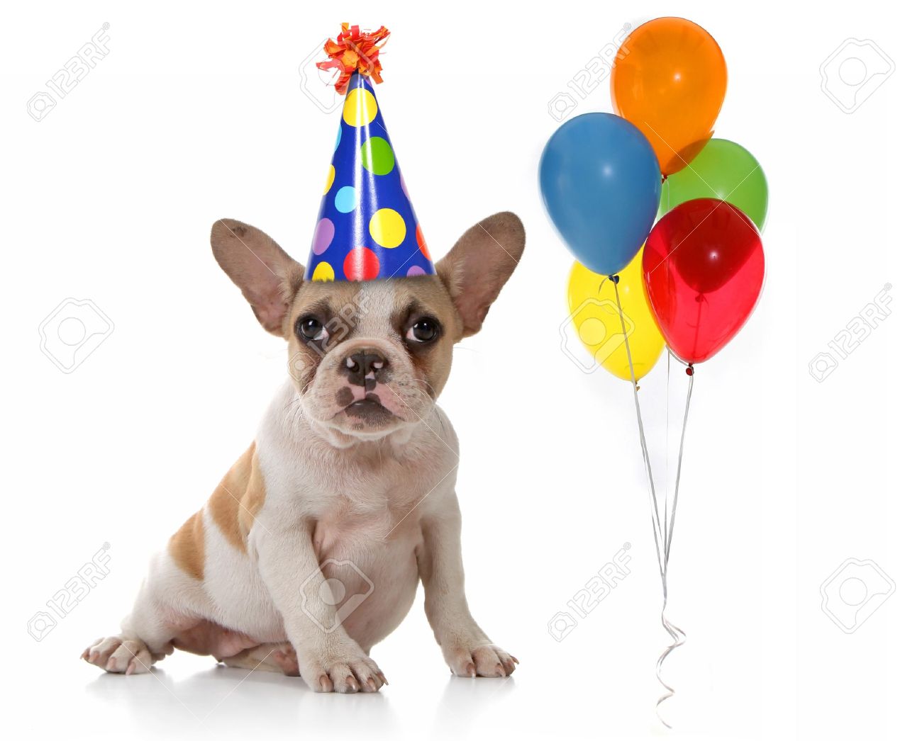 Dog with a party hat Clearance