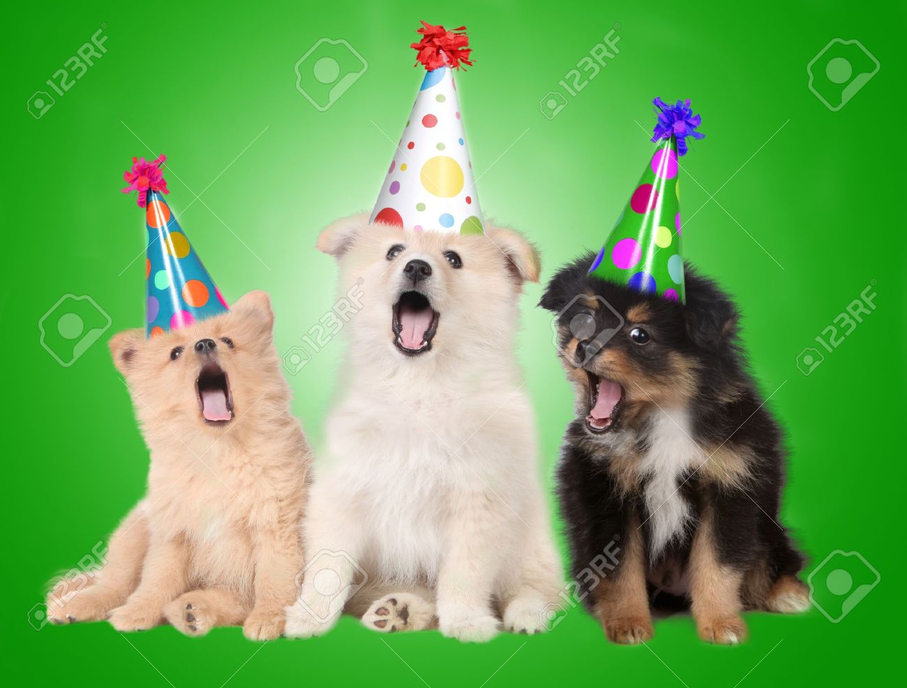 lufthansa pet shipping