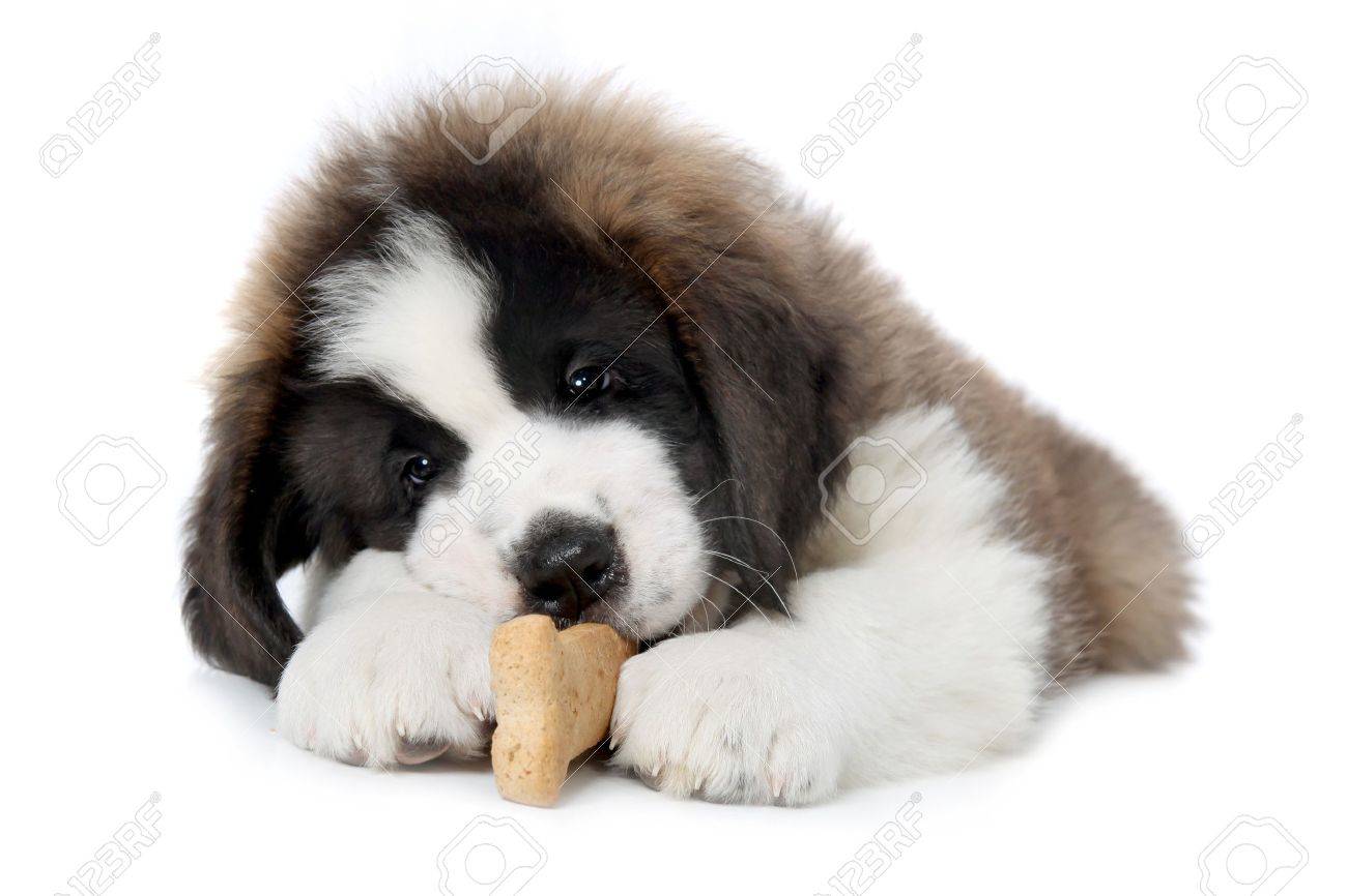 st bernard cute puppies