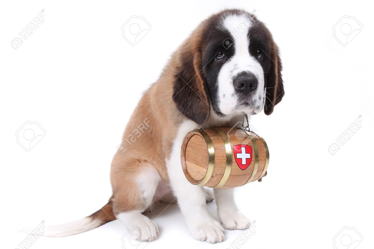 st bernard barrel