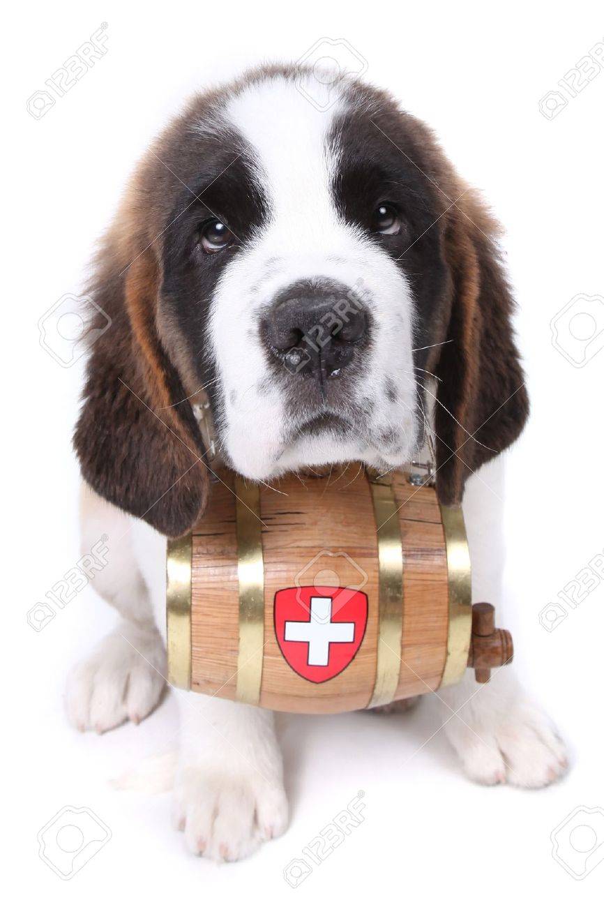 st bernard barrel