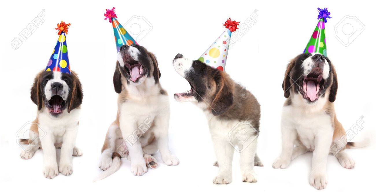 Birthday Singing Saint Bernard Dogs Celebrating Stock Photo Picture And Royalty Free Image Image