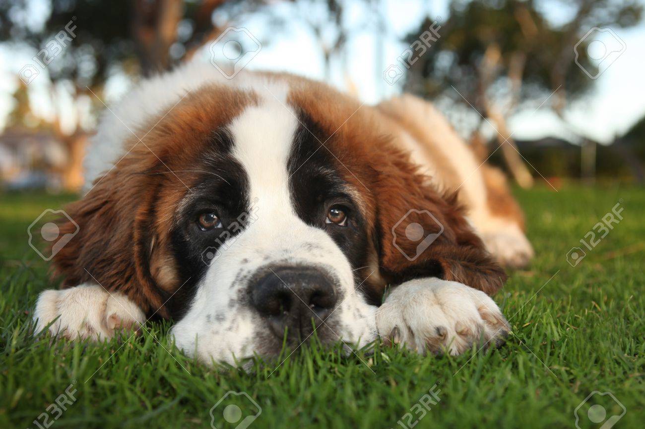 purebred st bernard puppies