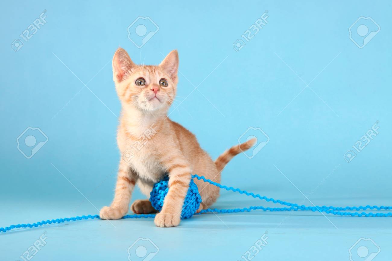 Adorable Little Baby Orange Tabby Kitten In Studio Stock Photo Picture And Royalty Free Image Image 9149 Adorable Little Baby Orange Tabby Kitten In Studio Stock Photo Picture And Royalty Free Image Image 9149