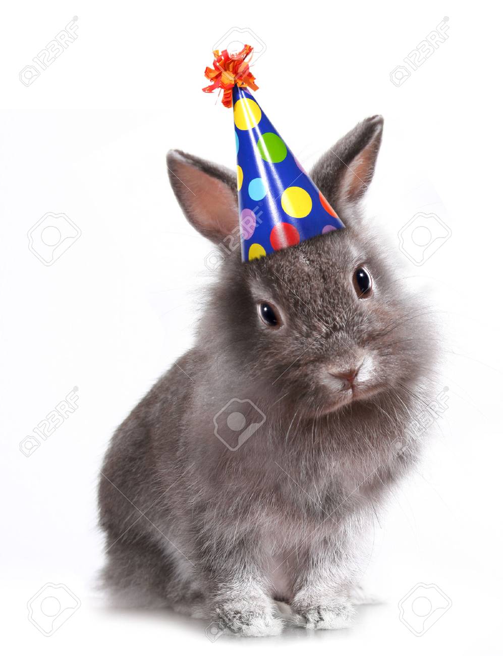 Funny Image Of A Bunny Rabbit Wearing A Birthday Hat Stock Photo, Picture  and Royalty Free Image. Image 24095314.