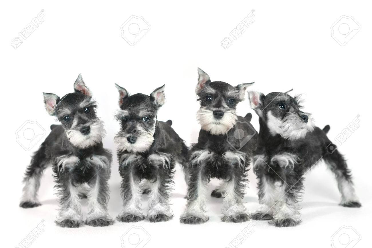 かわいいし かわいい赤ちゃん白いミニチュア シュナウザー子犬 の写真素材 画像素材 Image