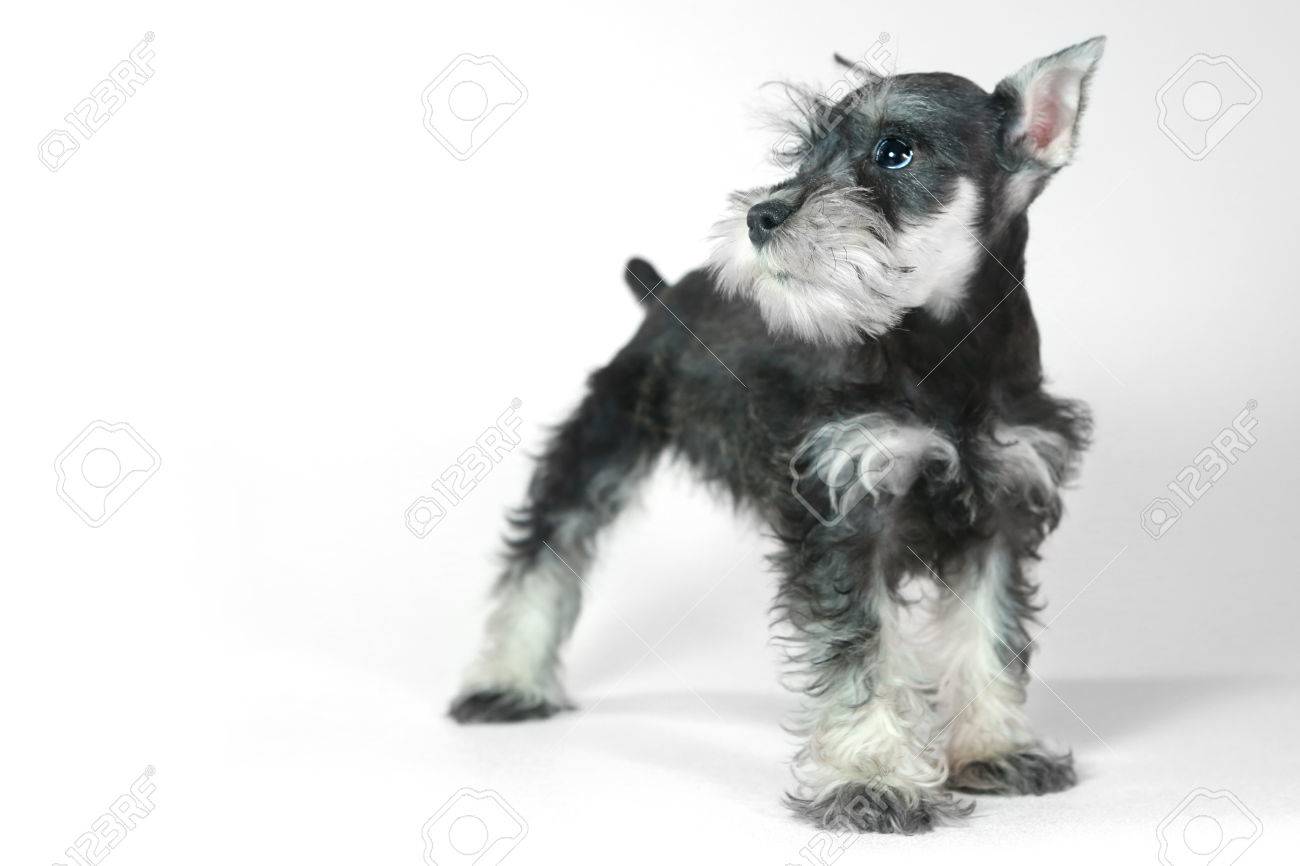 Adorable Y Lindo Bebe Mini Schnauzer Dog Puppy En Blanco Fotos Retratos Imagenes Y Fotografia De Archivo Libres De Derecho Image