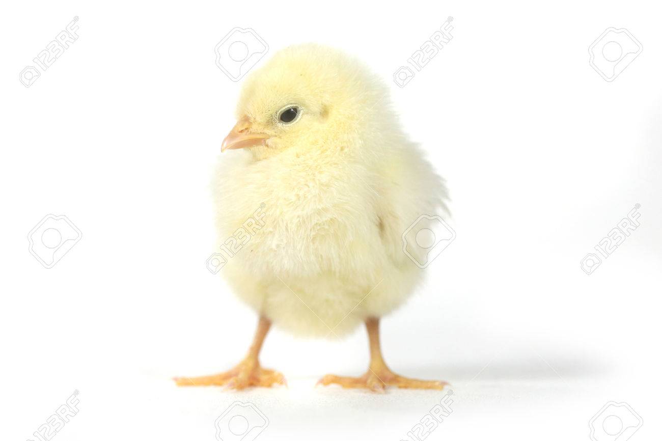 cute baby chick chicken