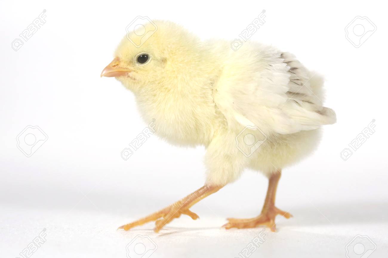 Cute Baby Chick Chicken On White Background Stock Photo Picture And