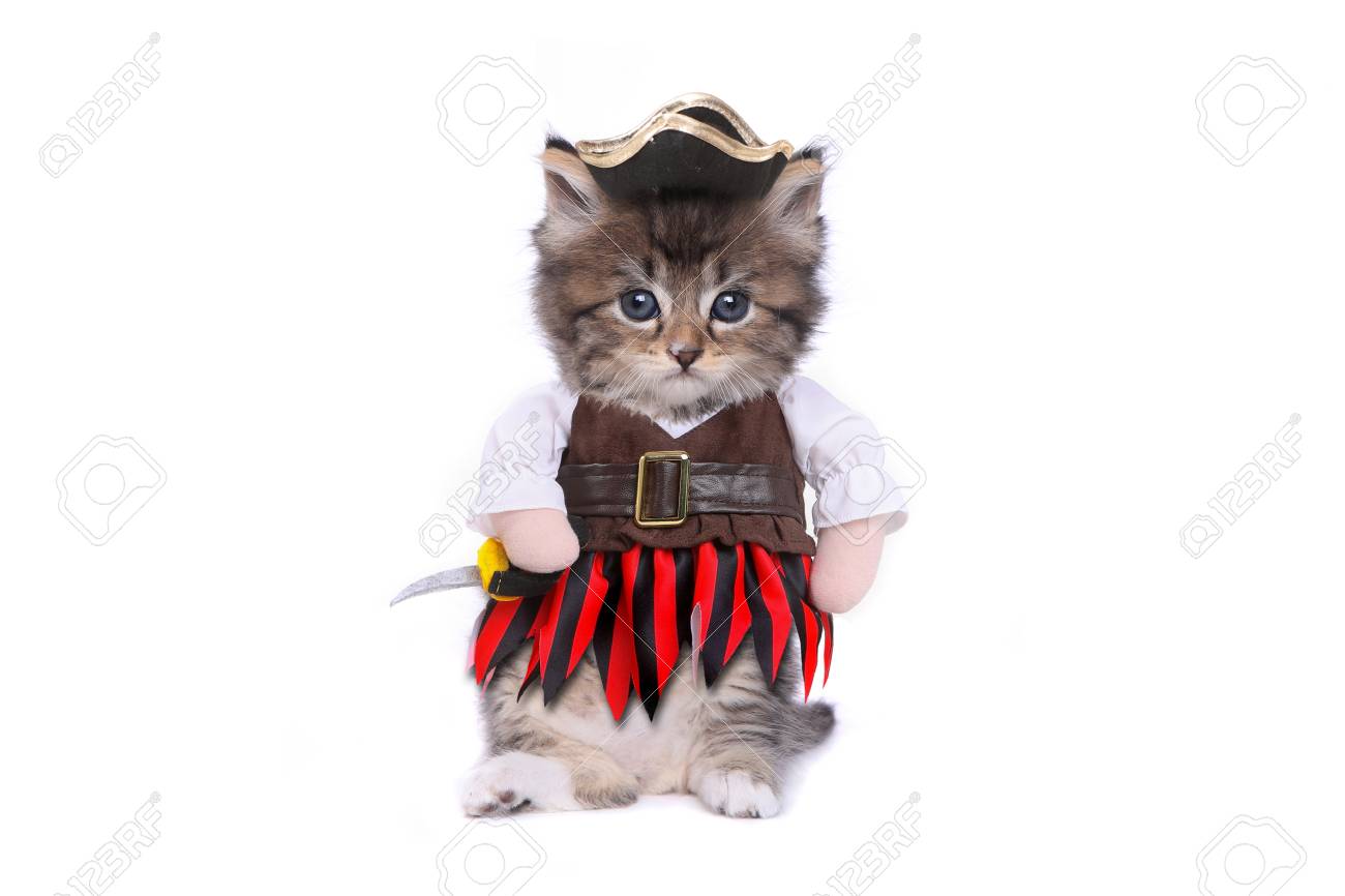 kitten in costume