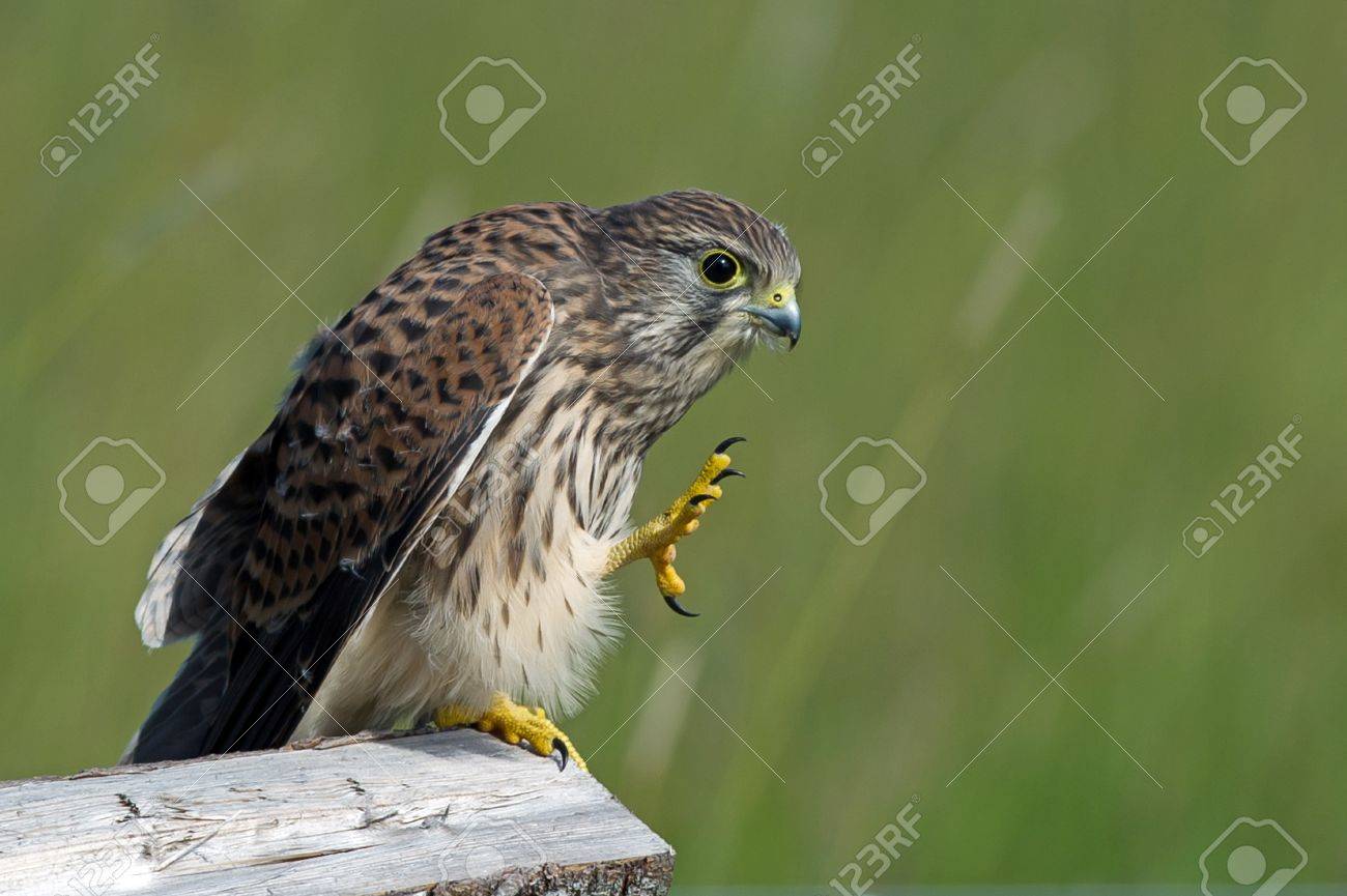 give me five seems the juvenile kestrel falco tinnunculus stock