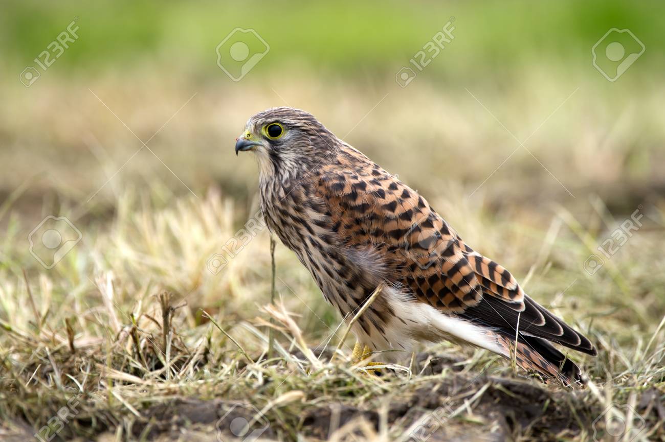 the juvenile kestrel falco tinnunculus profile after the last