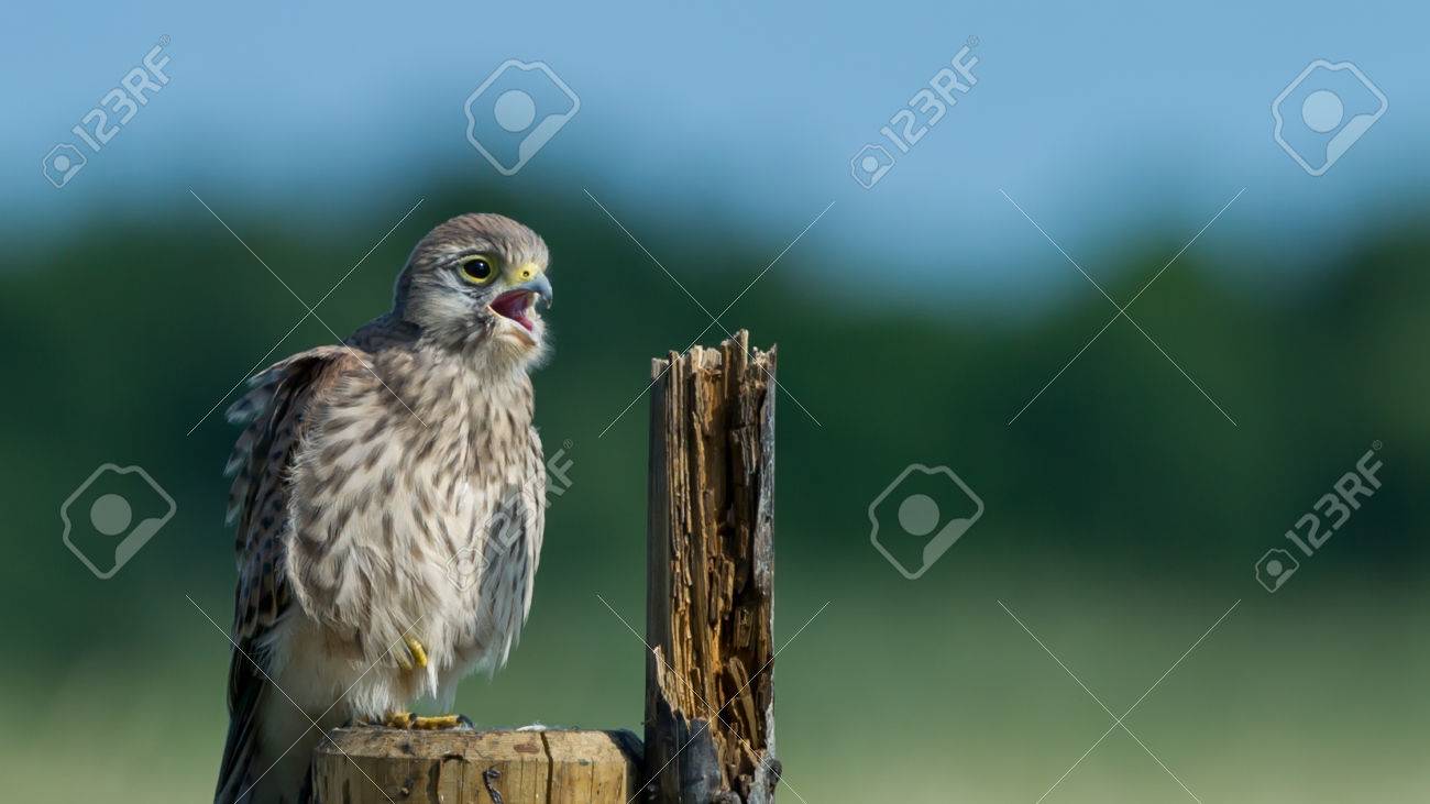 the juvenile kestrel falco tinnunculus sitting on the wooden stock