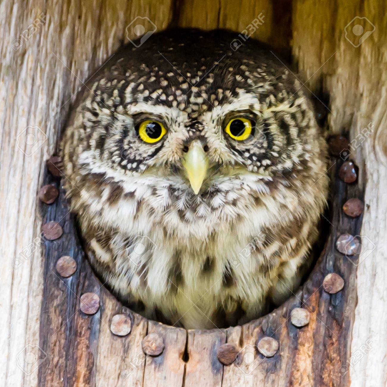 La Chevêchette Glaucidium Passerinum Est Le Plus Petit Hibou En Europe Le Hibou Se Nourrit Doiseaux Certains Presque Aussi Grand Que Lui Même Et