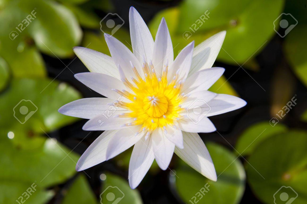 white and yellow water lilly flower open absorbing sunlight stock