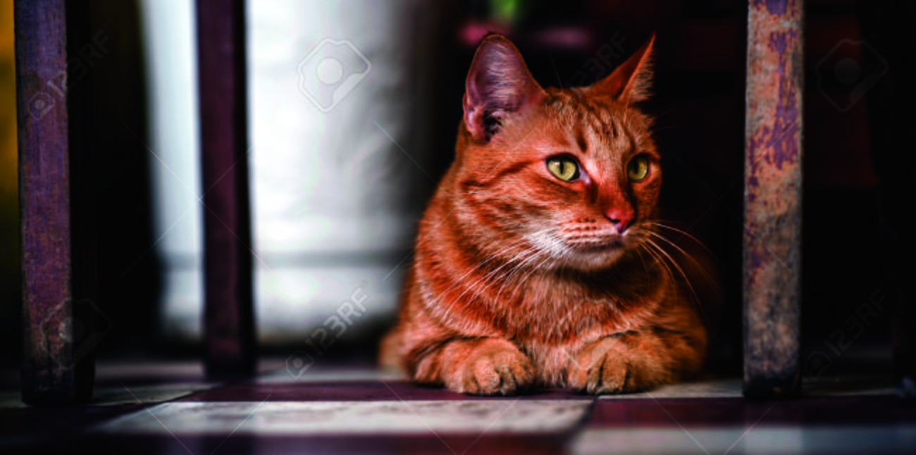 etiam-dictum-ipsum-a-felis