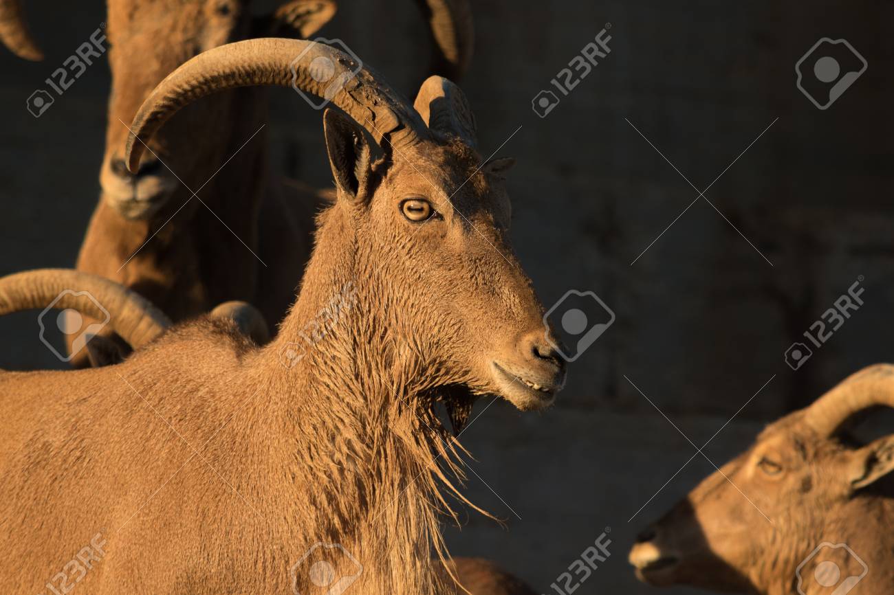 etiam-dictum-ipsum-a-felis