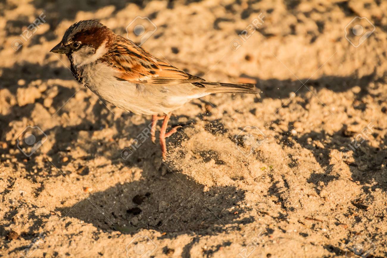 Male Or Female House Sparrow Or Passer Domesticus Is A Bird Of The Sparrow Family Passeridae Found In Most Parts Of The World Stock Photo Picture And Royalty Free Image Image
