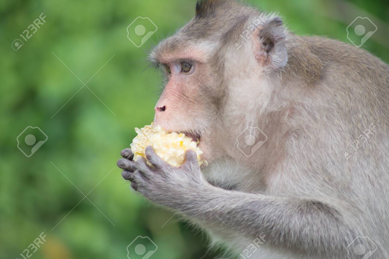 1 匹の猿に位置し 新鮮なトウモロコシを食べる の写真素材 画像素材 Image