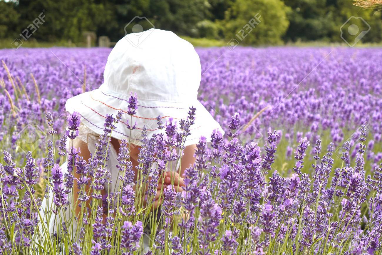 白いドレスの女の子は ラベンダーの臭いがします の写真素材 画像素材 Image 白いドレスの女の子は ラベンダーの臭いがします の写真素材 画像素材 Image