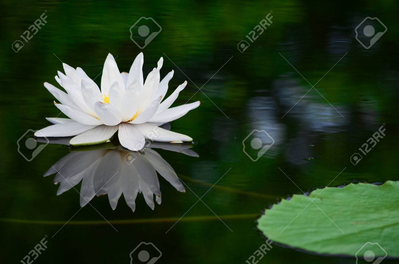 池の白い蓮 の写真素材 画像素材 Image