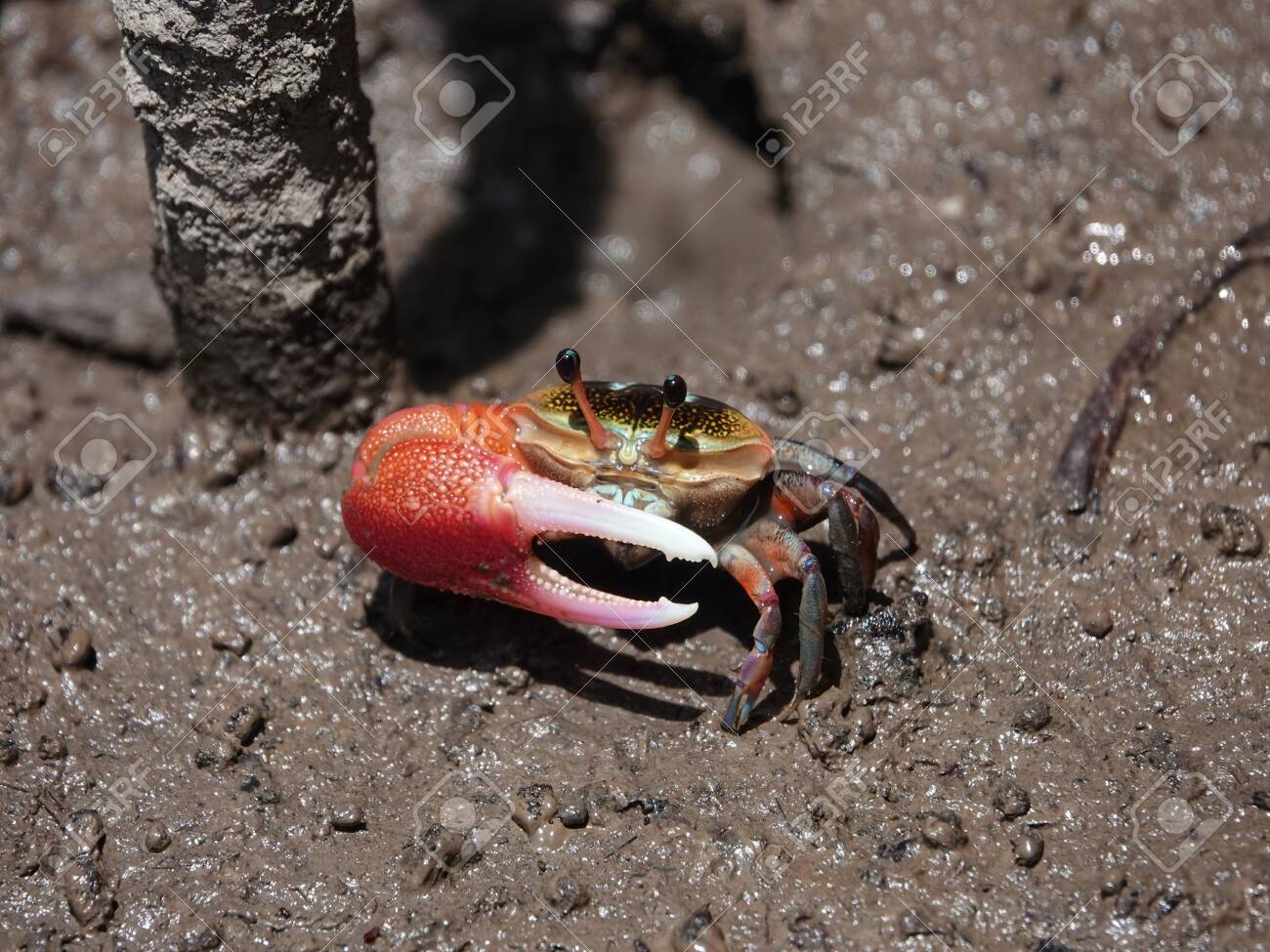 Colorful Fiddler Crab Emerging From Its Burrow And Walking On Mudflats  During Low Tide In Mangrove Forest, Southern Thailand. Stock Photo, Picture  and Royalty Free Image. Image 150582677.