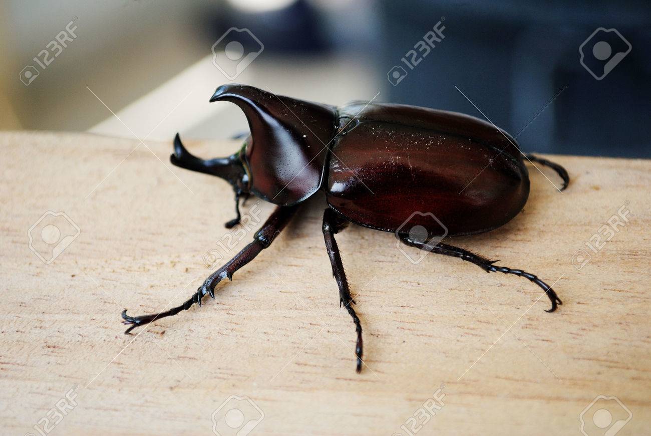 rhinoceros beetle most are black gray or green in color and